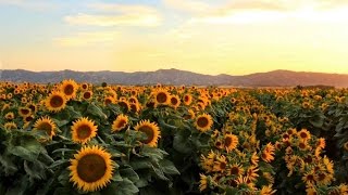 Why sunflowers follow the sun Resimi