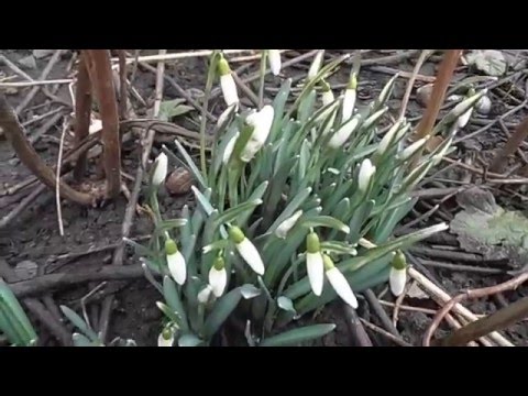 Подснежники футаж