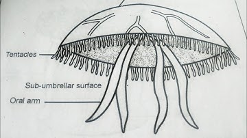 How to draw jellyfish step by step||Jellyfish drawing tutorial|| Aurelia