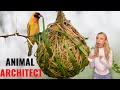 Incredible Nests Built by Animal Architects