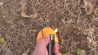 Explosive Pumpkin