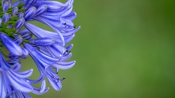 Panasonic Lumix G9: Pinpoint Autofocus vs. Single Area Autofocus. Which one do I use and why?