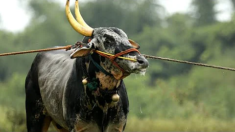 Haveri Annadata furious bull Decoration, Bail pola, Hori habba jallikattu