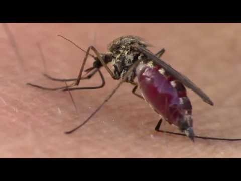 A mosquito drilling a hole to get blood