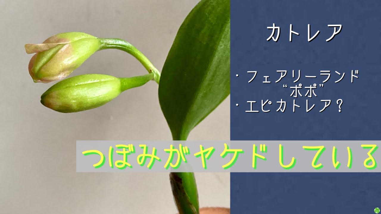 2025年1月31日 カトレア 《つぼみ》 フェアリーランド ”ポポ”の蕾が