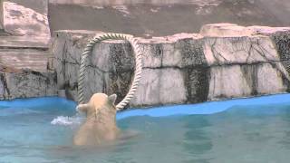 ホッキョクグマ アイラのロープ遊び~Polar Bear cub is playing  with the rope