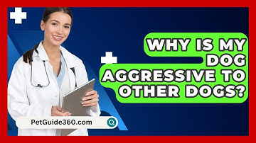 Why Is My Dog Aggressive To Other Dogs? - PetGuide360.com