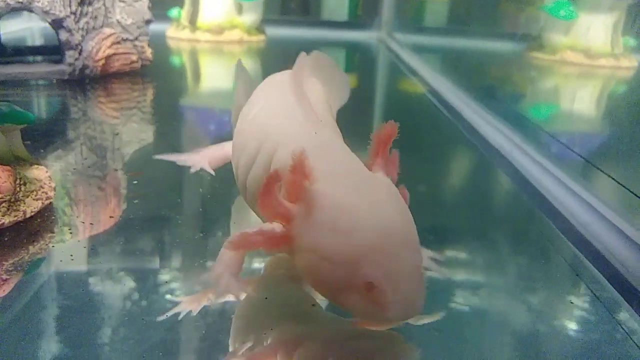 Albino Axolotl Info Care Guide For Beginners With Pictures Pet Keen Albino Axolotl Info Care Guide For Beginners With Pictures Pet Keen