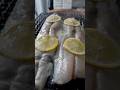 japanese spanish mackerel / サゴシ