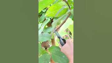 Kéo Cắt Cành Cán Đúc không gỉ sét #keocatcanh #keocattiacanhcay #bonsai #caycanh