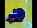 Fighting fish breeding