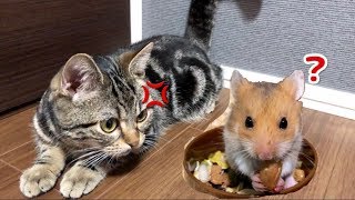 ハムスターに構ってたら嫉妬してブチギレてしまった子猫ｗ