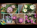5 espécies de plantas suculentas da familia Aizoaceae  (( 1 PARTE  ))