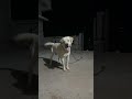डॉगेश भाई 🤣🤣🤣 #viral #youtubeshorts #youtube #shortsfeed #shortvideo #shorts #dog #dogshorts #yt
