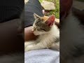 だんだん慣れてきた子猫