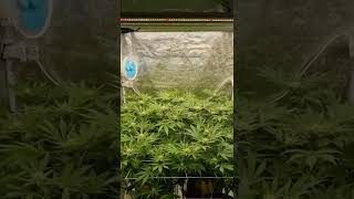 Update: Week 4 of flower.