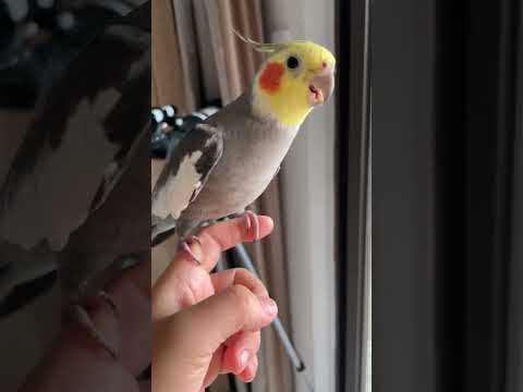 Cute Little Ady’s Sweet and Silly Take on the Cookie Song Tiny Voice, Big Charm