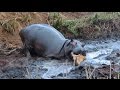 Angry Hippo Crushes Antelope