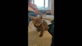 Bringing a Russian Blue kitten home - Part 2 by bonnu18 2,790 views 3 years ago 2 minutes, 33 seconds