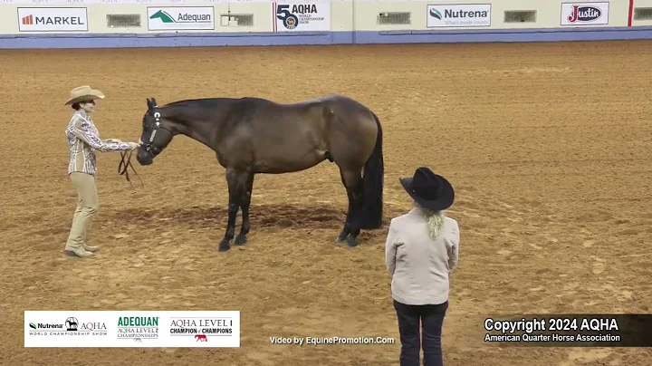 Amateur Showmanship - 2024 AQHA World Championship Show