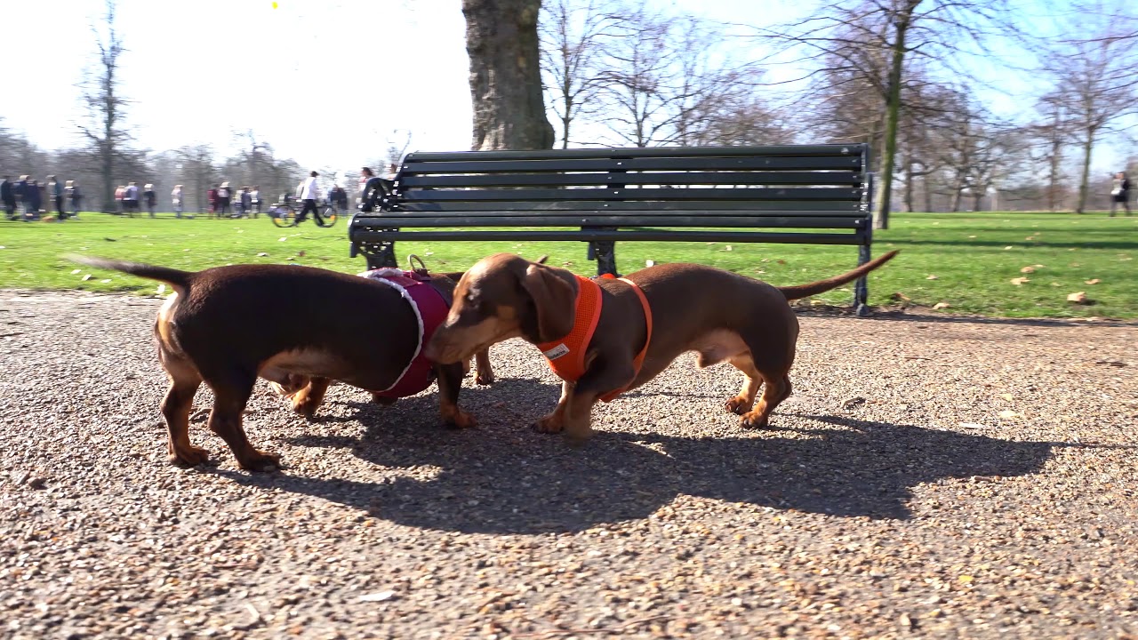 Sausage VLOG 2 Hyde Park Sausage Dog Walk YouTube