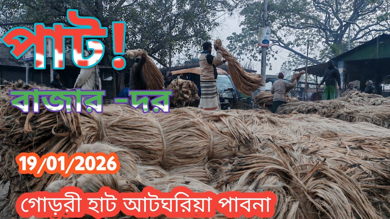 19 January 2026 আজকের পাটের বাজার দর। Jute wholesale market price rate today 