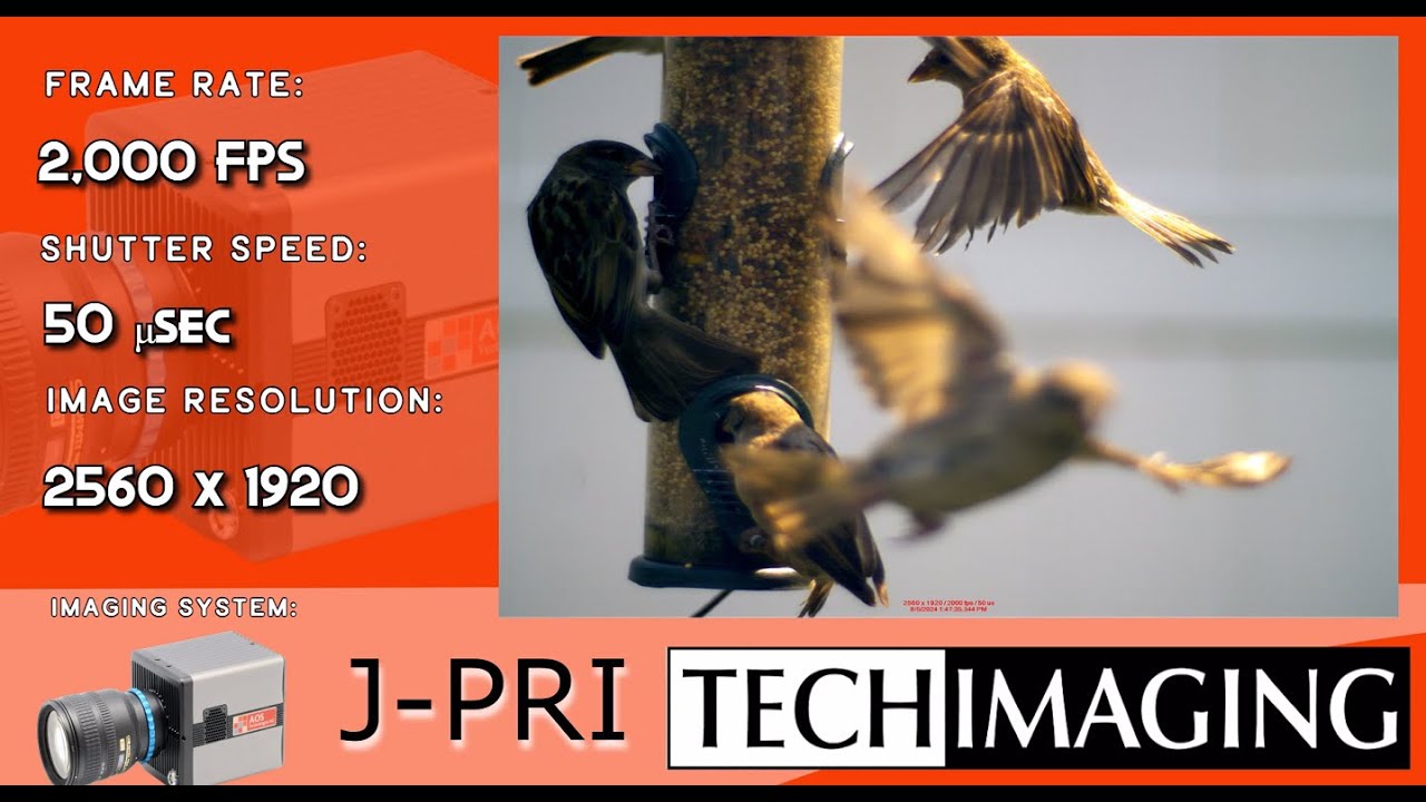 AOS Technologies J-PRI high speed camera filming a bird landing on a ...
