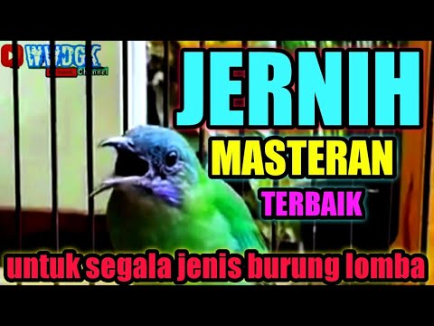JERNIH TEMBAKAN CUCAK CUNGKOK BETINA, masteran terbaik untuk semua jenis burung kicau