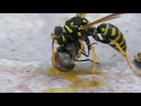 Wasp Eating a Fly