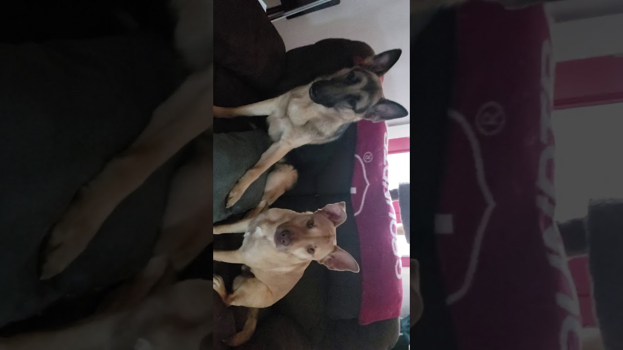 Doggy training Sit and Stay YouTube