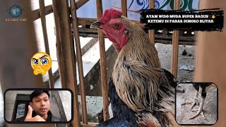 Super Good Price for Young Wido Chicken❗🔥 Found at Dimoro Market, Blitar