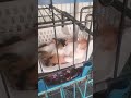 Cat lovers how sweet #cat #catlovers #sweetcat #cute #shortsvideo #shortsyoutube #shorts #love