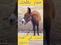 اول مره اسمع حماره يظحك