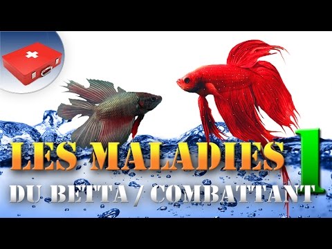 Vidéo: Les bases nues de la conservation du poisson Betta