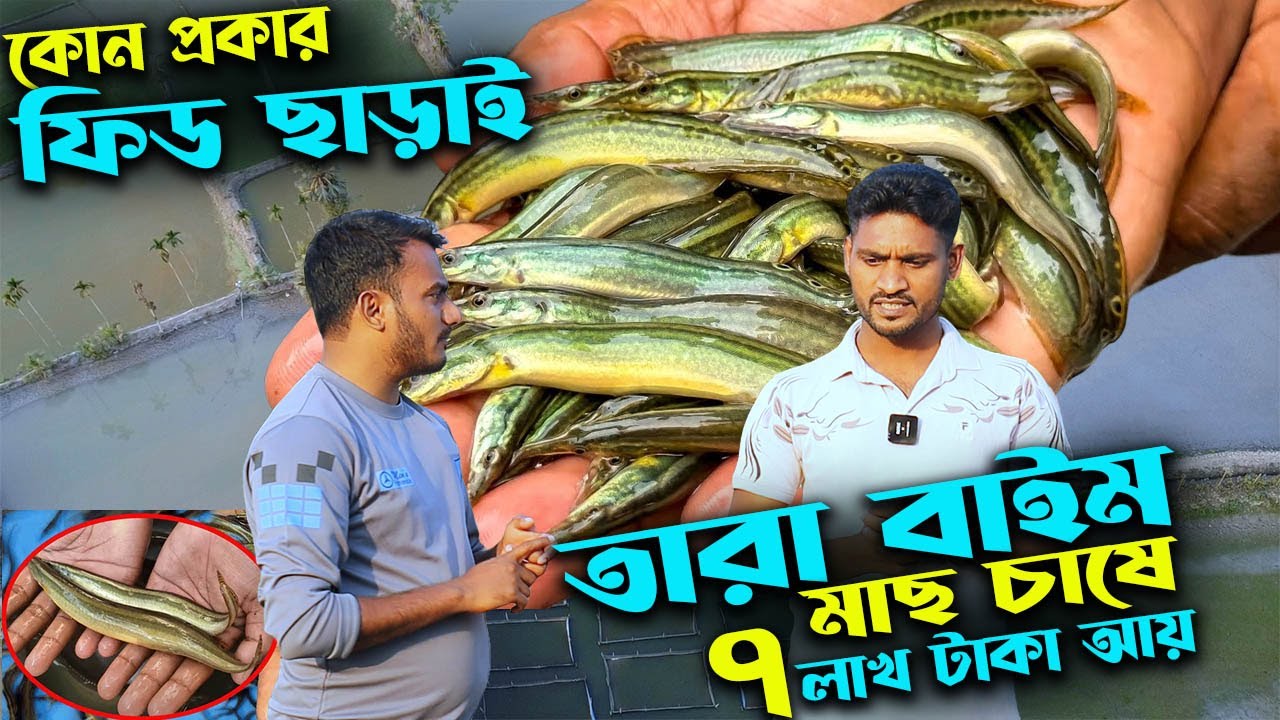কোন প্রকার ফিড ছাড়াই একক তারাবাইম মাছ চাষ করে ৭ লাখ টাকা আয়