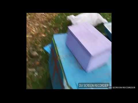 ვიდეო ✓46 უხარისხო დედა ფუტკარი