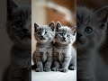 Two Adorable Kittens Playing 🐾❤️