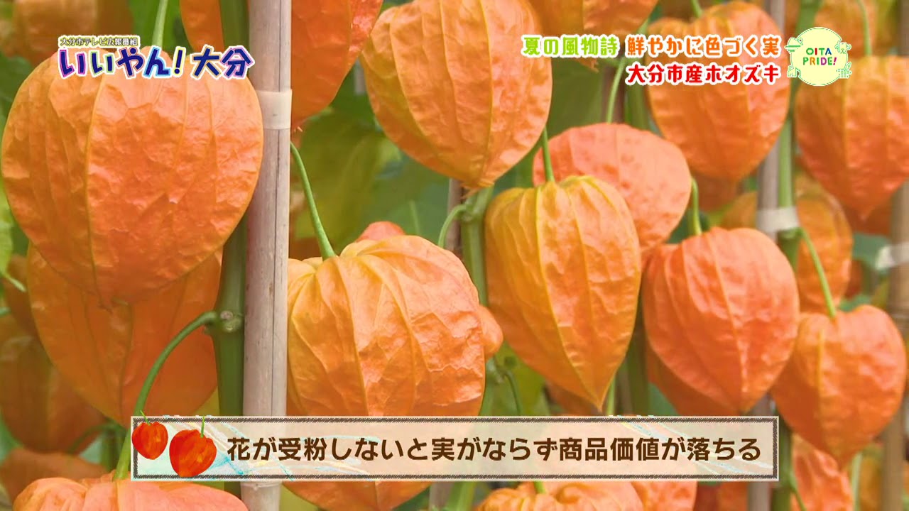 いいやん 大分 鮮やかに色づく実 大分市産ホオズキ Youtube