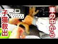 【緊急保護】車に入り込んだ野良子猫､３時間かけ救出
