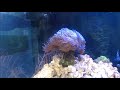 A Saltwater Aquarium with Corals &amp; Fishes