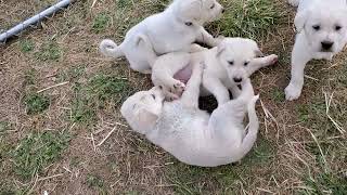 Akbash Puppies 41 day old #akbash #livestockguardiandog #puppy