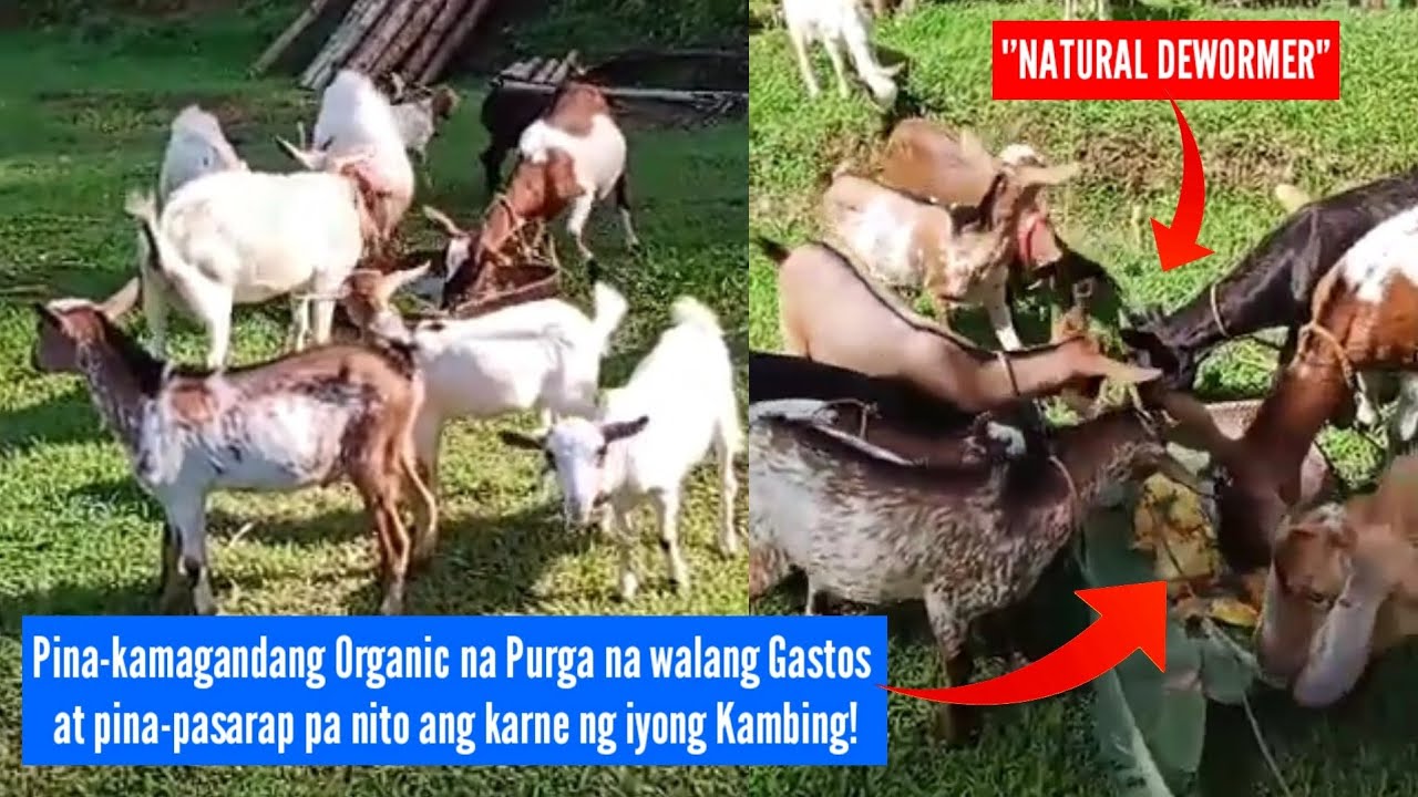Magandang Organic na Purga na walang Gastos at pina-pasarap pa nito ang karne ng iyong Kambing!