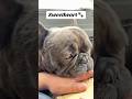Would you dare move your hand when Logan does this? 🐾 #puppies #pups #frenchbulldog