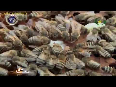 فيديو: أمراض النحل: كيفية علاج داء الأسكوسفير