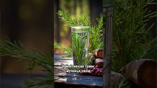 Набряки, цистит, важкість у попереку - це можуть бути нирки. Час приймати фітозбір №4!