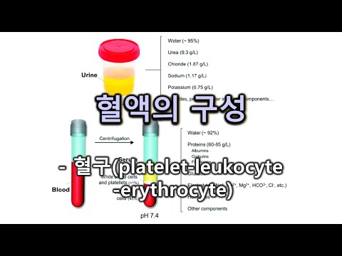 혈액의 구성 혈구 Platelet Leukocyte Erythrocyte 