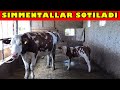 SIMMENTAL Sigir🐄 va Buzoqlar SOTILADI 💵