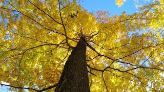 Foliage fans flock to the Northeast Net Worth