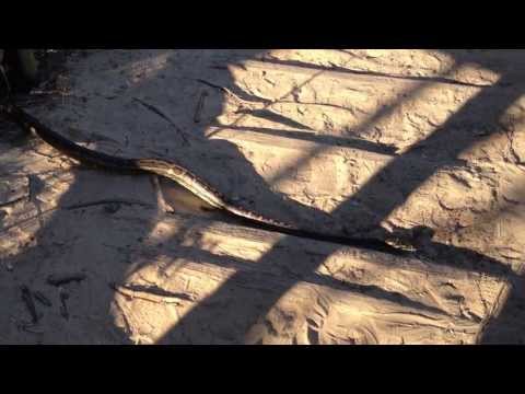 Carpet Python on Park Beach, Coffs Harbour