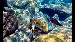 Swimming With Cichlids  - Petrochromis fasciolatus kekese